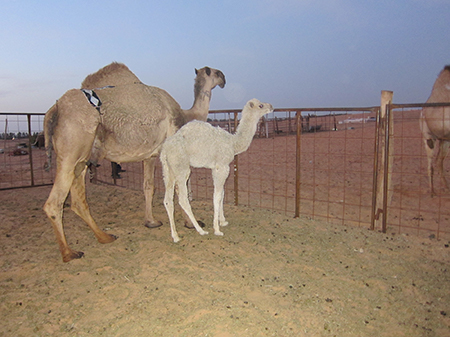 m17-webimg1900px-20130213-saudi-arabia-fdi-010